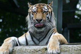 portrait of the tiger looks out from behind the fence