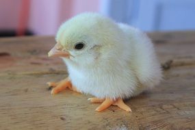 newborn white chick close-up on blurred background