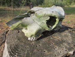 scary skull on stump