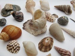 various shells on the table