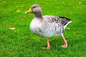 Greylag Goose G