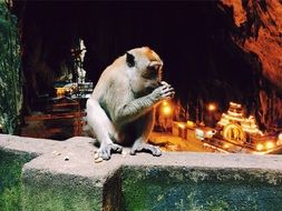 monkey sitting on the city wall