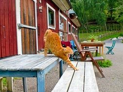 ginger domestic cat on a wooden bench