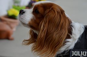 Cavalier King Charles Spaniel looking away