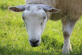 domestic sheep on green grass on a sunny day