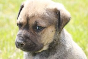 funny brown puppy close-up