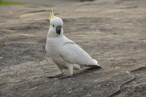 Wild Cockatoo Parrot