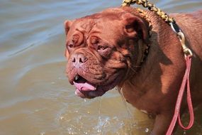 bordeaux dogue playing in the water