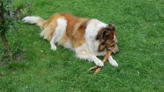 hairy purebred dog playing with a stick on the grass