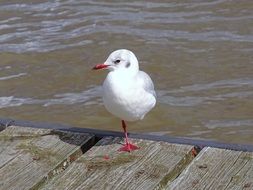 incredible white Seagull