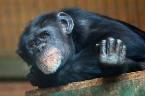 young black chimpanzee resting