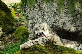 Snow Leopard Big Cat Cat Zoo