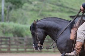 great black horse