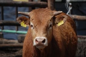 Cute and beautiful, brown calf with a stigma in the village