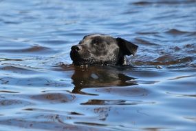 Patterdale Terrier Dog