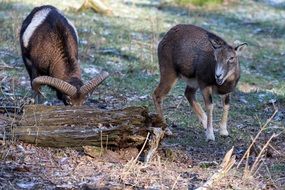 foraging wild goats in forest