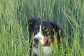 berner sennen in green grass