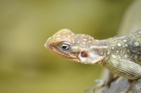 Close-up of the colorful lizard