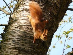 brown squirrel runs along the bark of a tree