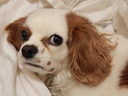 charming purebred puppy