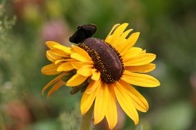 Macro photo of butterfly on a yellow daisy