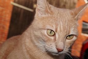 photo portrait of a red cat on the background of a brick building