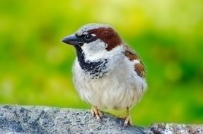 Sparrow portrait