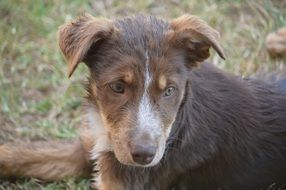 Cute brown Dog