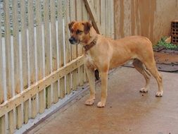 brown dog on the sidewalk near a wooden fence