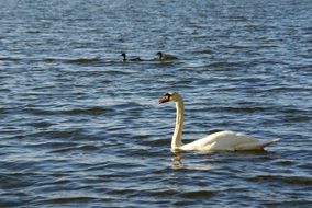 two brown ducks and a white swan swim in a pond