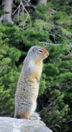 gopher or steppe dog