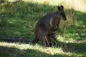 Mother and baby kangaroos