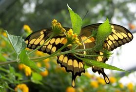 yellow-black butterfly among yellow flowers