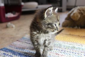 tiny grey Kitten at home