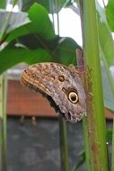 Costa Rica Butterfly