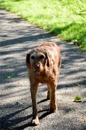 red pooch photo