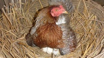 chick incubation