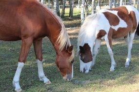 grazing german reitponies