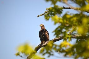 Eagle Montana Tree