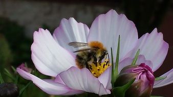 fluffy bee on a white-pink flower