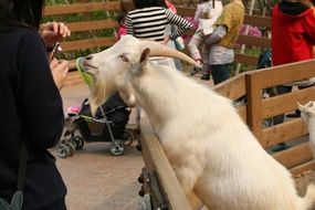 Goat Animal in Zoo portrait