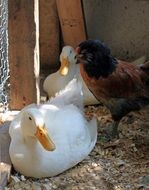 ducks and chicken on a farm