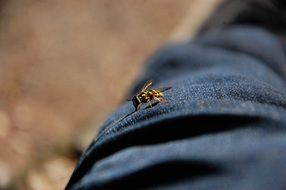 Closeup photo of wasp sitting on a body