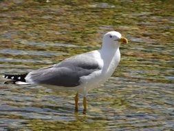 Seagull Sea ââBird