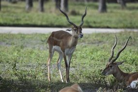deer in a green meadow
