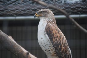 an eagle on a branch in a cage