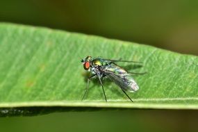 Long Legged Fly on a leaf