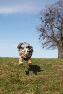 jumping australian shepherd dog blue merle