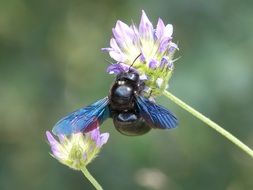 xilocopa violet on flower