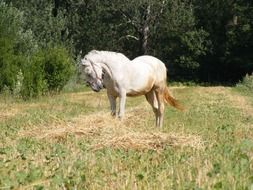 white gorgeous Horse in meadow